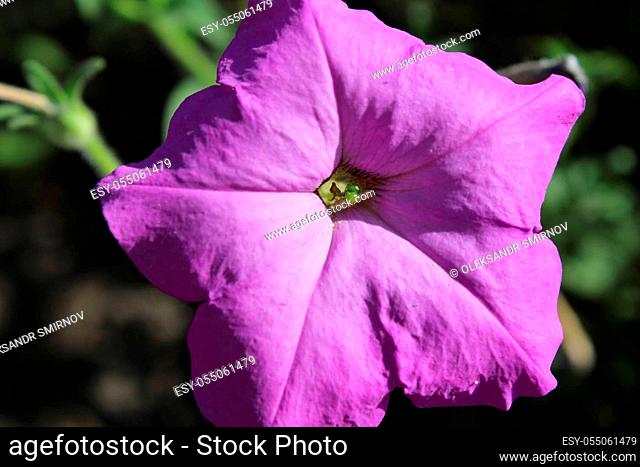 Pink Petunia at the cottage in the garden