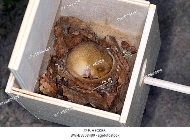 common dormouse, hazel dormouse (Muscardinus avellanarius), sleeping in a nest box, Germany