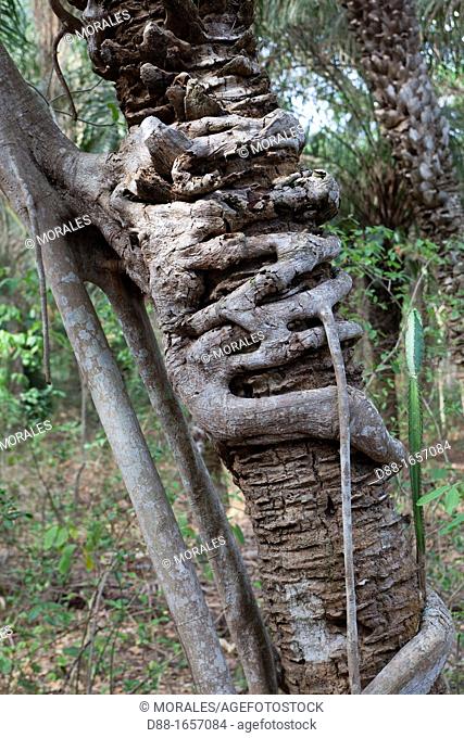 Brazil, Mato Grosso, Pantanal area, Pantanal Strangler fig strangling a palm tree