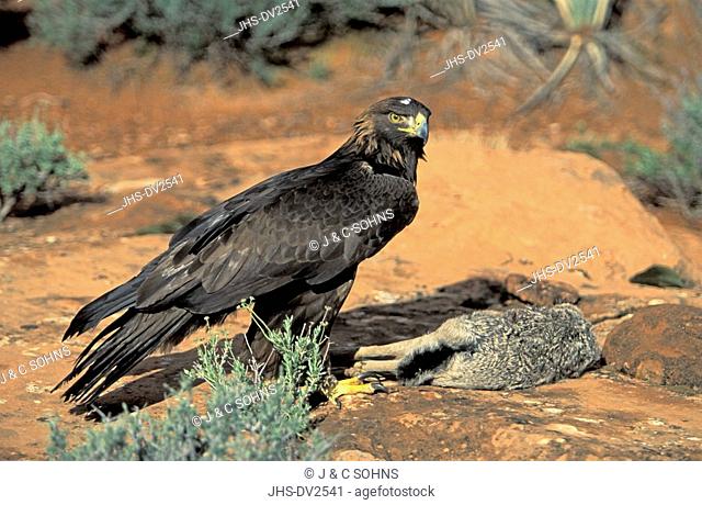 Golden Eagle, Aquila chrysaetos, Bryce Canyon Nationalpark, Utah, USA, adult with prey