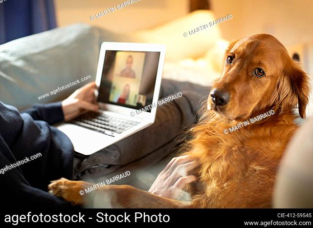Portrait golden retriever dog laying next to man video conferencing