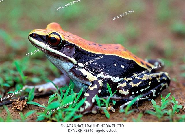 Frog , Rana Malbarica , Amboli , Sindhudurg , Maharashtra , India
