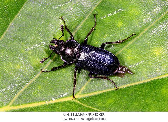 Platycerus cribatus, Blue Stag Beetle (Platycerus caraboides, Systenocerus cribatus, Platycerus cribatus), male on a leaf, Germany