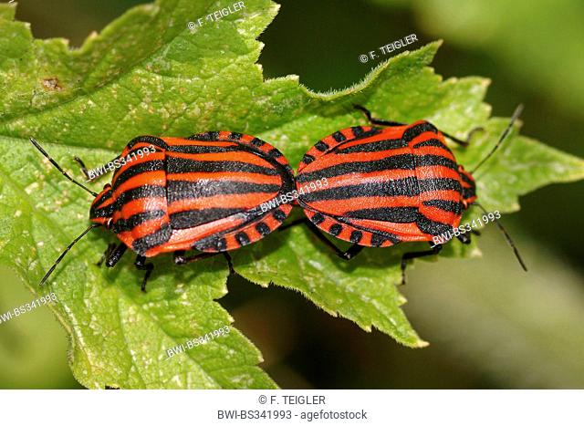 Italian Striped-Bug, Minstrel Bug (Graphosoma lineatum, Graphosoma italicum), mating, Germany