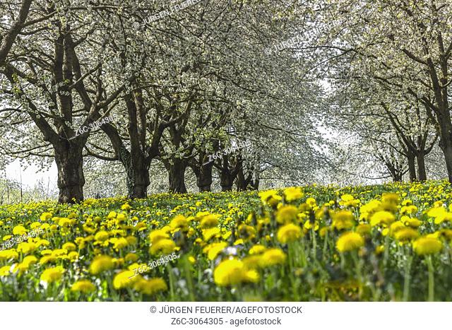 Spring meadow with blooming orchard trees in the region Ortenau, South Germany, zone on the foothill of the Black Forest, famous for cherry blooming