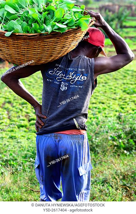 man working in vegetable farm, Pamplemousses district, Mauritius, Africa