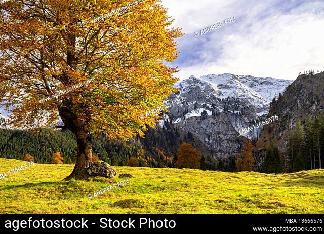 Tree in an alpine mountain landscape in front of the Hochplatte on a sunny autumn day. Ammergau Alps, Bavaria, Germany, Europe