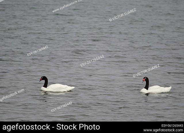 Black-necked swans (Cygnus melancoryphus). Puerto Natales. Ultima Esperanza Province. Magallanes and Chilean Antarctic Region. Chile