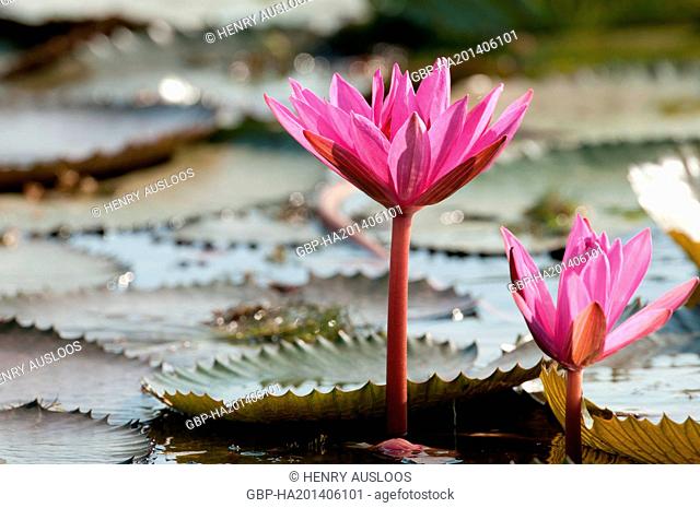Red Indian water lily - open flower (Nymphaea pubescens) - Tale Noi - Patthalung - Thailand