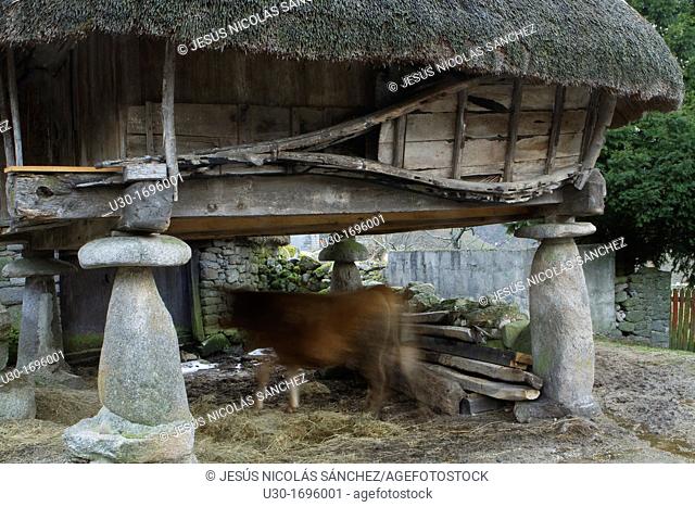 Cow under a typical 'horreo' with vegetal roof rye, in Piornedo village, Sierra de Ancares  Lugo Province, Galicia  Spain