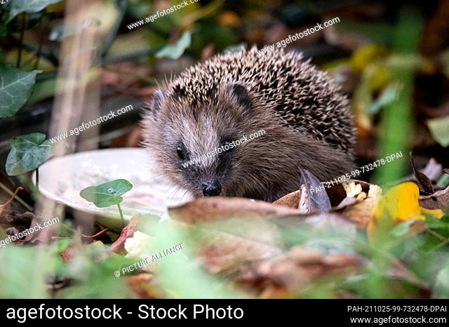 24 October 2021, Hamburg: A young brown-breasted hedgehog (Erinaceus europaeus) sits in the afternoon on a plate of cat food left by local residents