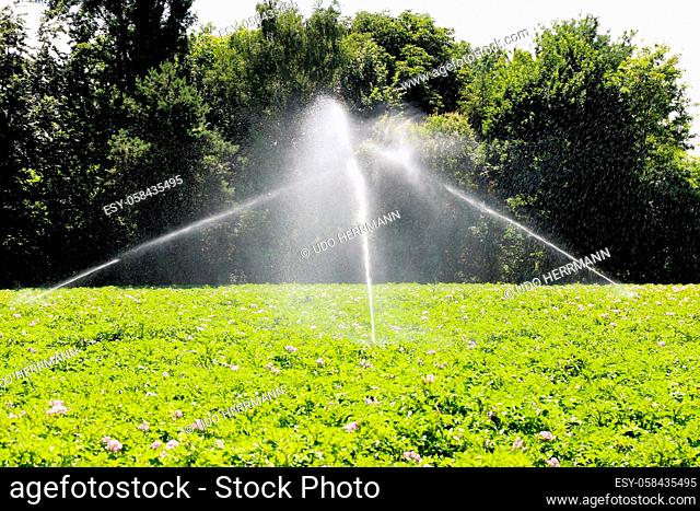 Agricultural irrigation of a blooming potato field