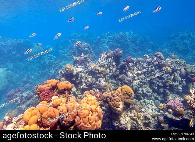 Colorful coral reef at the bottom of tropical sea, hard corals and Sergeant Major fishes, underwater landscape