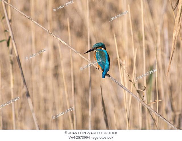 Kingfisher (Alcedo atthis). El Remolar, Viladecans, Barcelona province, Spain