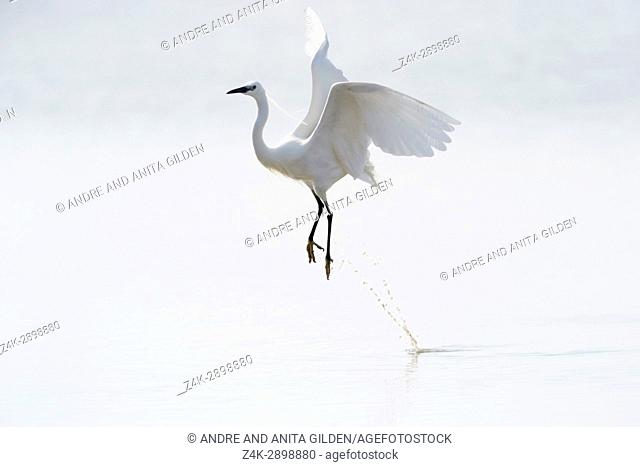 Great White Egret (Egretta alba)) flying up from water, Camargue, France