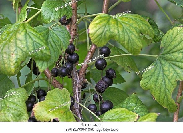 European black currant Ribes nigrum, mature fruits