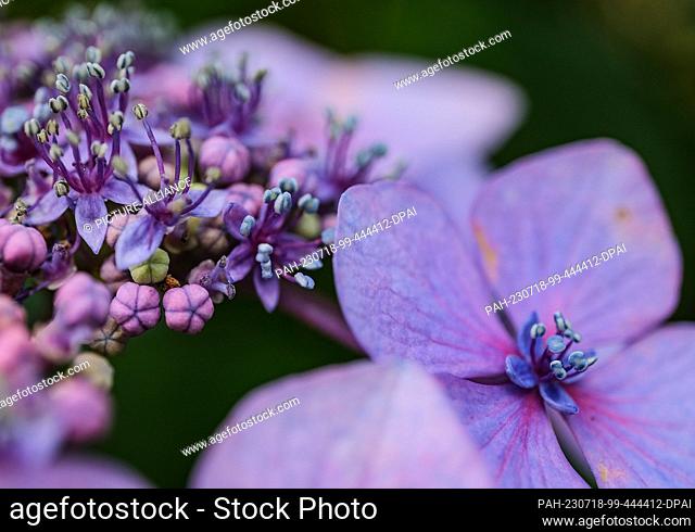 18 July 2023, North Rhine-Westphalia, Cologne: A hydrangea blooms in the Forest Botanical Garden. Photo: Oliver Berg/dpa