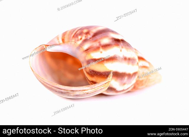 The sea cockleshell isolated on white background