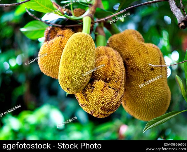 Jackfruit tree in the garden