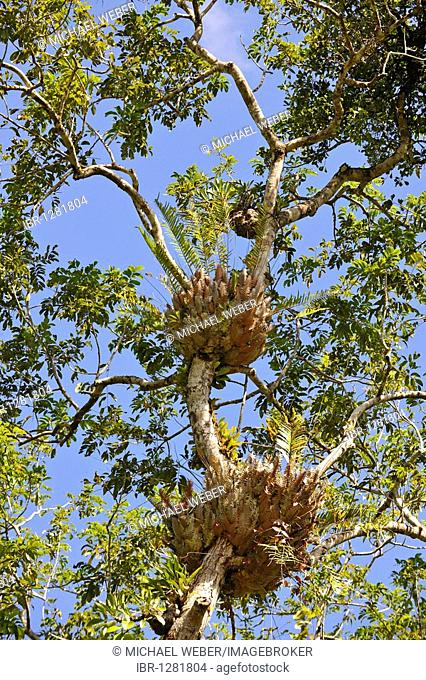 Basket fern (Drynaria rigidula), rain forest, Daintree National Park, Queensland, Australia