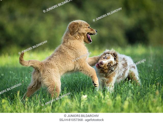 Australian Shepherd puppy and Golden Retriever puppy playfighting on a lawn. Germany