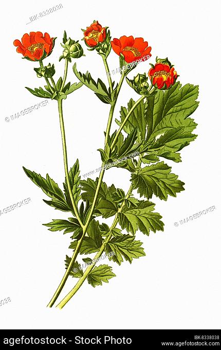 Avens (Geum) chiloense, Scarlet avens, Chilean avens, Double Bloody Mary, Historic, digitally restored reproduction of a 19th century original