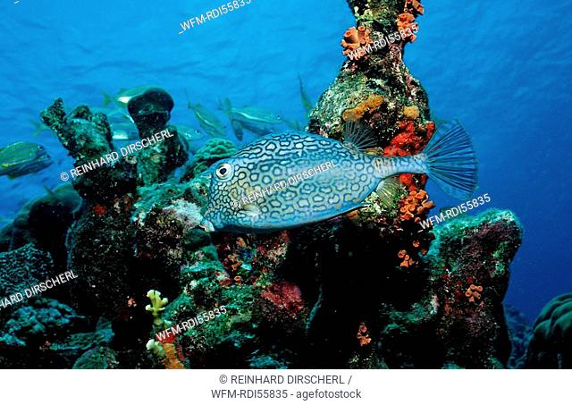 Honeycomb cowfish, Lactophrys polygonia, Caribbean Sea, Netherlands Antilles, Bonaire