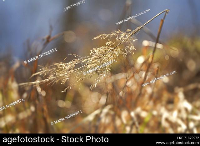 Grasses on the banks of the Ammer in the wintry morning light, Bavaria, Germany, Europe