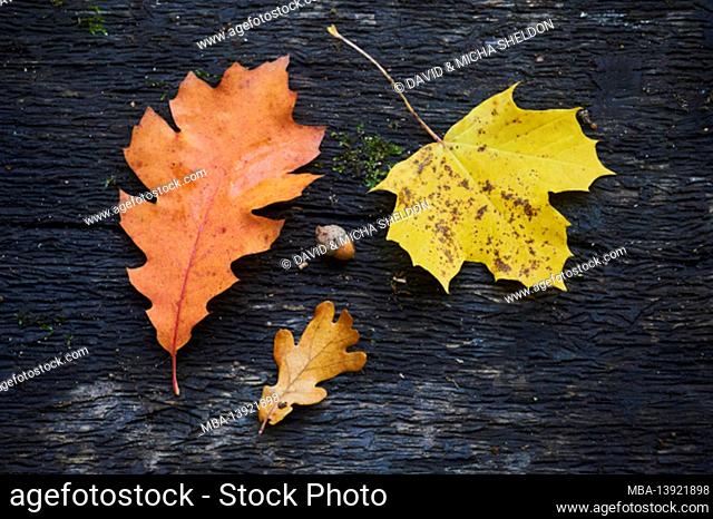 Pointed-leaved maple or Norway maple (Quercus rubra), English oak (Quercus robur) and Norway maple (Acer platanoides), leaf in autumn, Bayern, Deutschland
