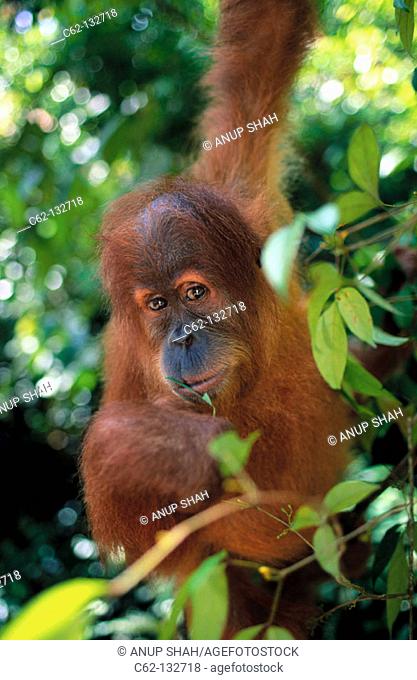 Orang-Utan (Pongo pygmaeus). Gunung Leuser National Park. Indonesia