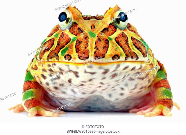 argentine horned frog, pacman frog, nightcrawler, night crawler, ornate horned frog, ornate horned toad, escuerzo Ceratophrys ornata, portrait