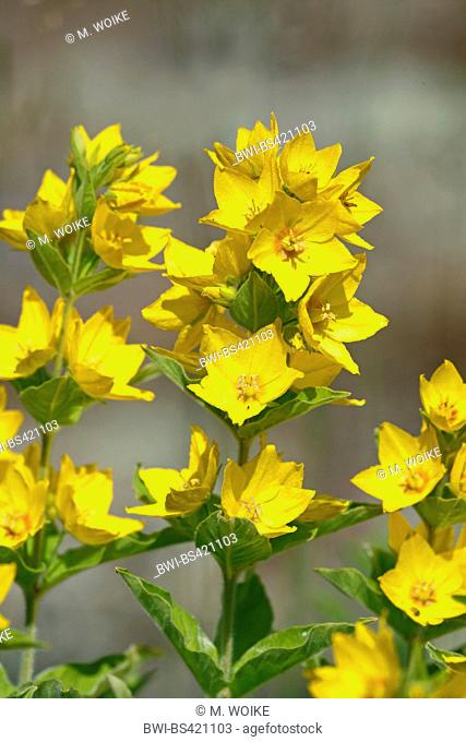 spotted loosestrife (Lysimachia punctata), blossom, Finland, Aland Inseln