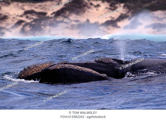 Southern right whale Balaenoptera glacialis australis. Head and blow hole showing. South Africa