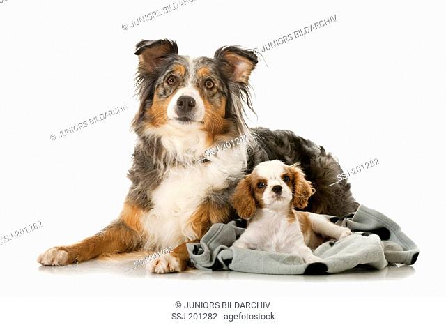 ru Myre Sovereign Adult Australian Shepherd and Cavalier King Charles Spaniel puppy lying  next to each other, Stock Photo, Picture And Rights Managed Image. Pic.  SSJ-201282 | agefotostock