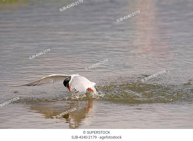 An adult Arctic tern Sterna paradisaea dives into a tundra pond to catch fish, outside the settlement of Longyearbyen, Svalbard, Norway