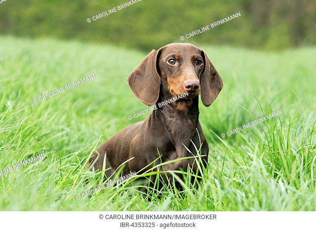 Dachshund, Shorthair, 9 months old, sitting in the grass, North Rhine-Westphalia, Germany
