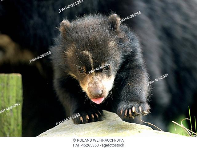 Five month old baby spectactled bear explores his enclosure at the zoo in Duisburg, Germany, 12 February 2014. The mother raises her young alone without the...