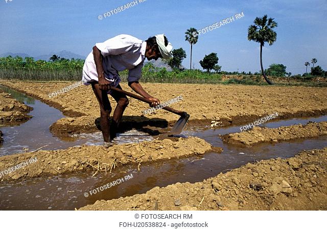 person, irrigating, tangaya, india, people