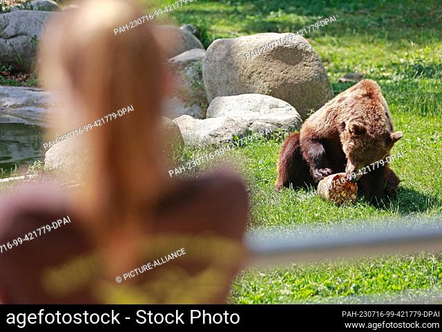 16 July 2023, Saxony-Anhalt, Thale: Brown bear Moritz enjoys an ice cream bomb in the summer heat. The bears Moritz and Idun were officially let out onto the...