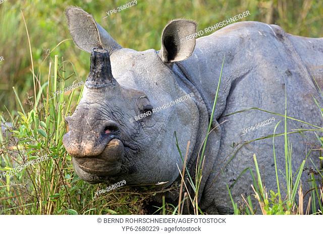 Indian rhinoceros (Rhinoceros unicornis) standing in elephant grass, threatened species, Kaziranga National Park, Assam, India