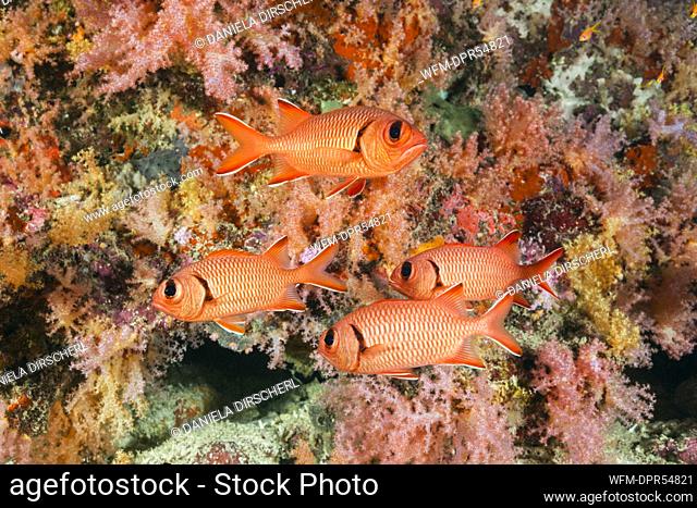 Blotcheye Soldierfish, Myripristis murdjan, Felidhu Atoll, Maldives
