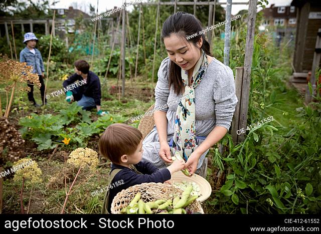 Mother and toddler son shelling butter beans in garden