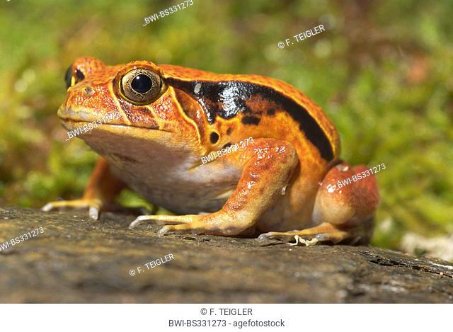 Southern Tomato Frog (Dyscophus guineti), sitting on rock