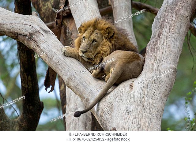 Masai Lion (Panthera leo nubica) adult male, resting in tree, Lake Nakuru N.P., Great Rift Valley, Kenya, August