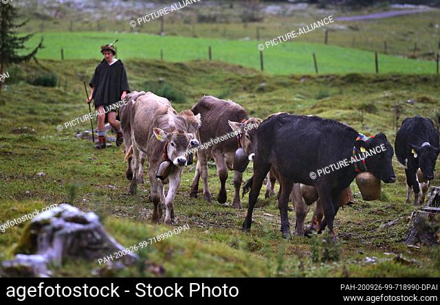 26 September 2020, Bavaria, Bad Hindelang: A shepherd drives his animals over a meadow in the Ostrach Valley when he is cutting the cattle