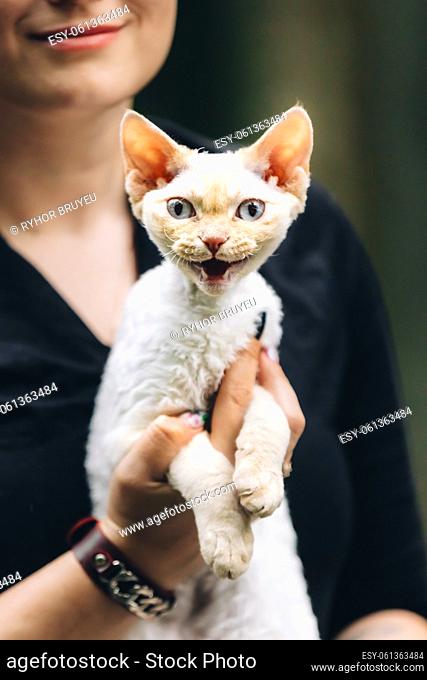 Obedient Devon Rex Cat With White Fur Color Meows While Sitting On Hands. Curious Playful Funny Cute Beautiful Devon Rex Cat Looking At Camera