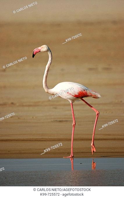 Flamingo. Parque Natural del Estrecho, Tarifa, Cádiz, Spain