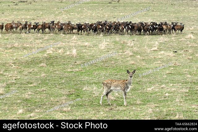 RUSSIA, KHERSON REGION - DECEMBER 11, 2023: A fallow deer (front) and a herd of mouflons in the Askania Nova biosphere reserve