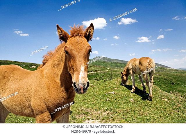 Horses, Estacas de Trueba pass, Cantabria, Spain
