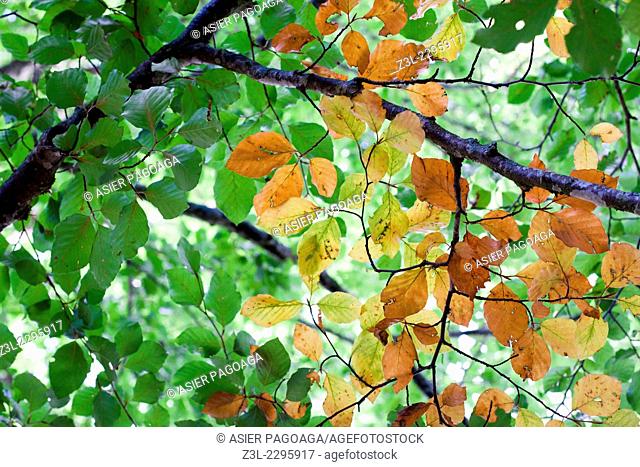 Transition in leaves of two different trees, summer to autumn, Urbasa, Navarre, Spain